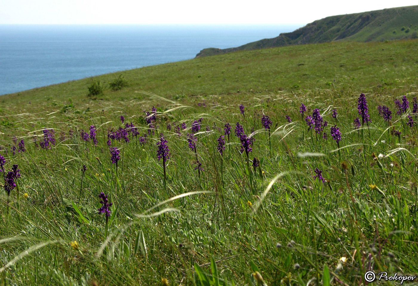 Изображение особи Anacamptis morio ssp. caucasica.