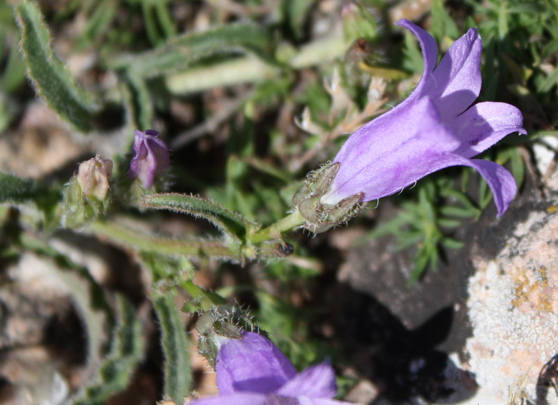 Image of Campanula talievii specimen.