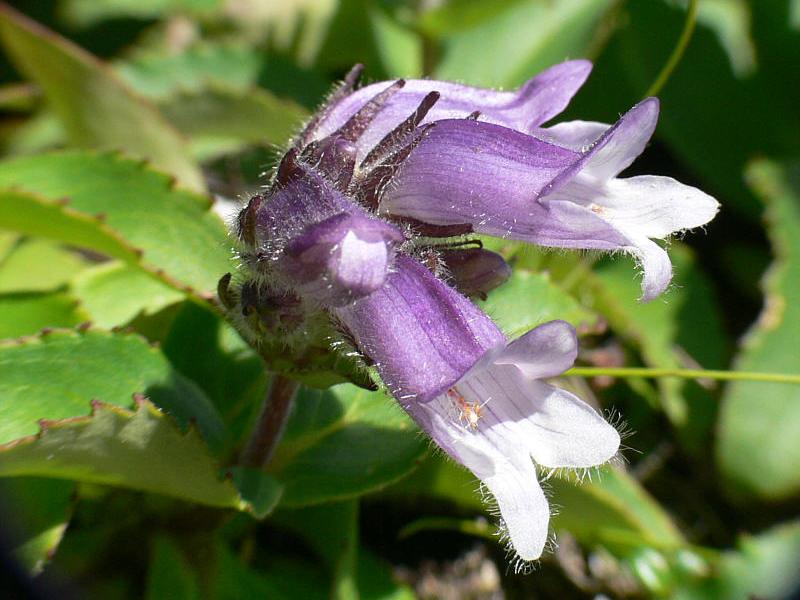 Image of Pennellianthus frutescens specimen.