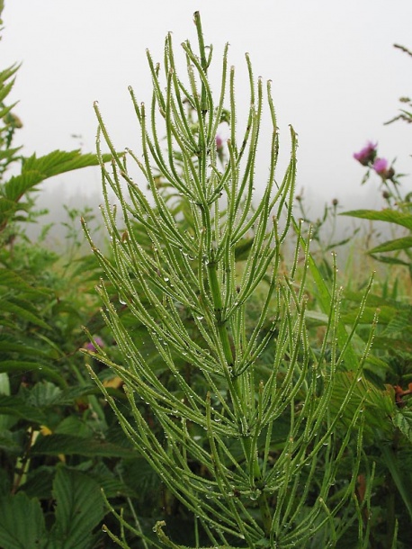 Image of Equisetum arvense specimen.