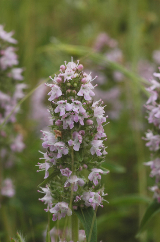 Image of Thymus marschallianus specimen.