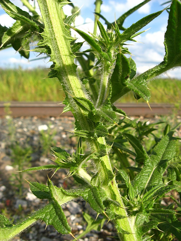 Изображение особи Cirsium vulgare.