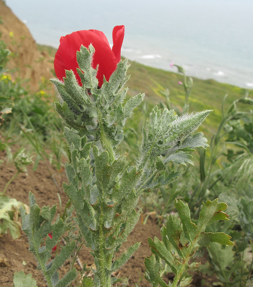 Image of Glaucium corniculatum specimen.