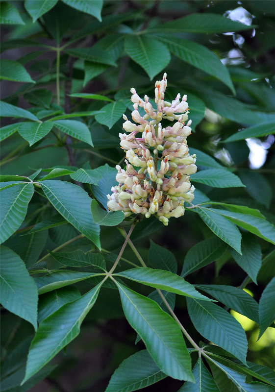 Image of Aesculus flava specimen.