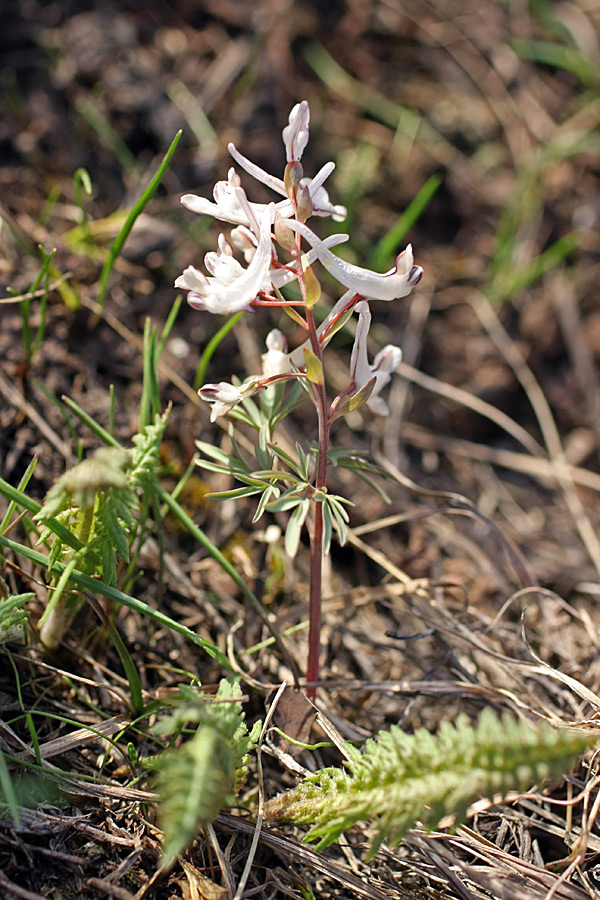 Image of Corydalis ruksansii specimen.