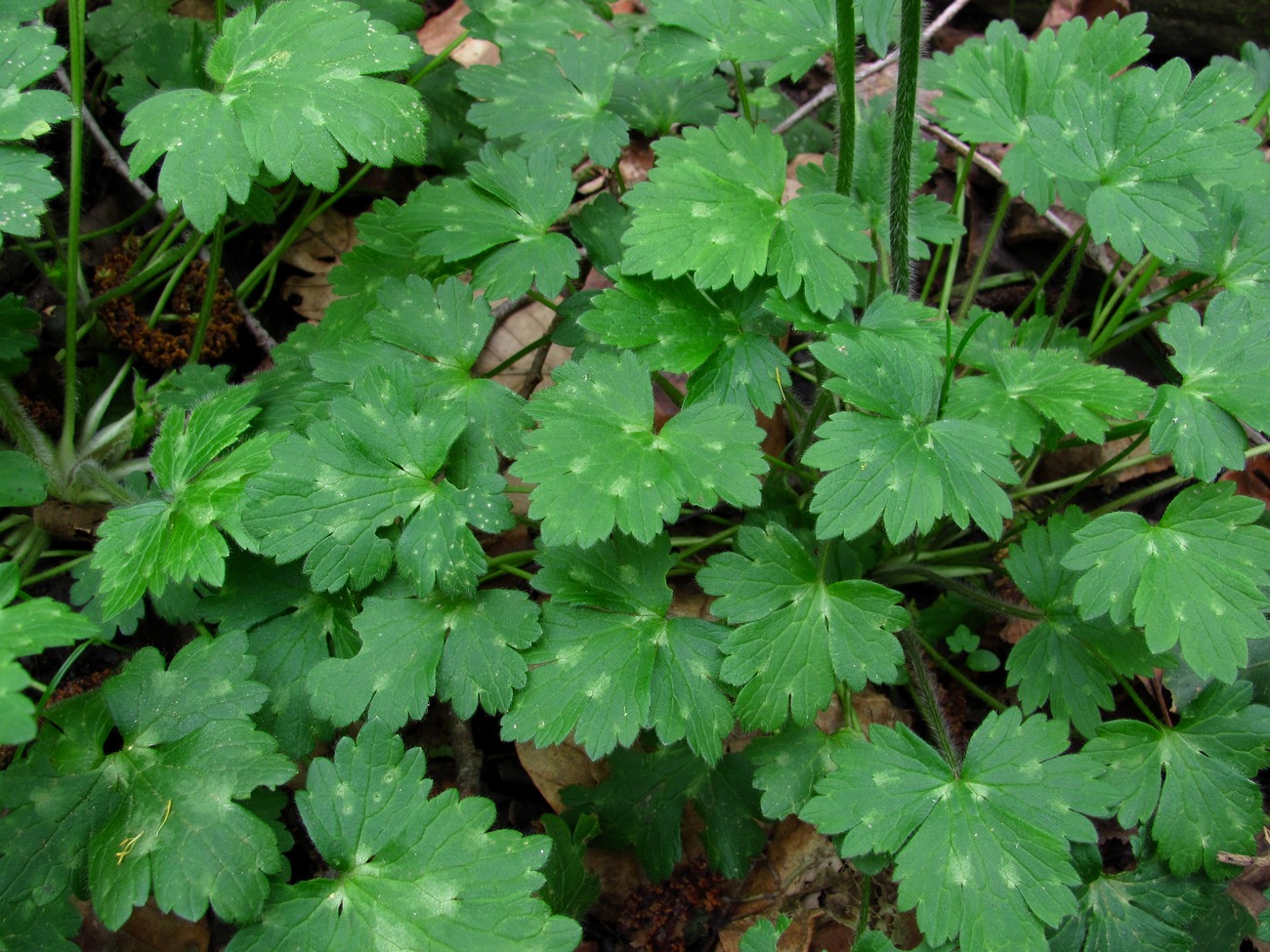 Image of Ranunculus grandiflorus specimen.