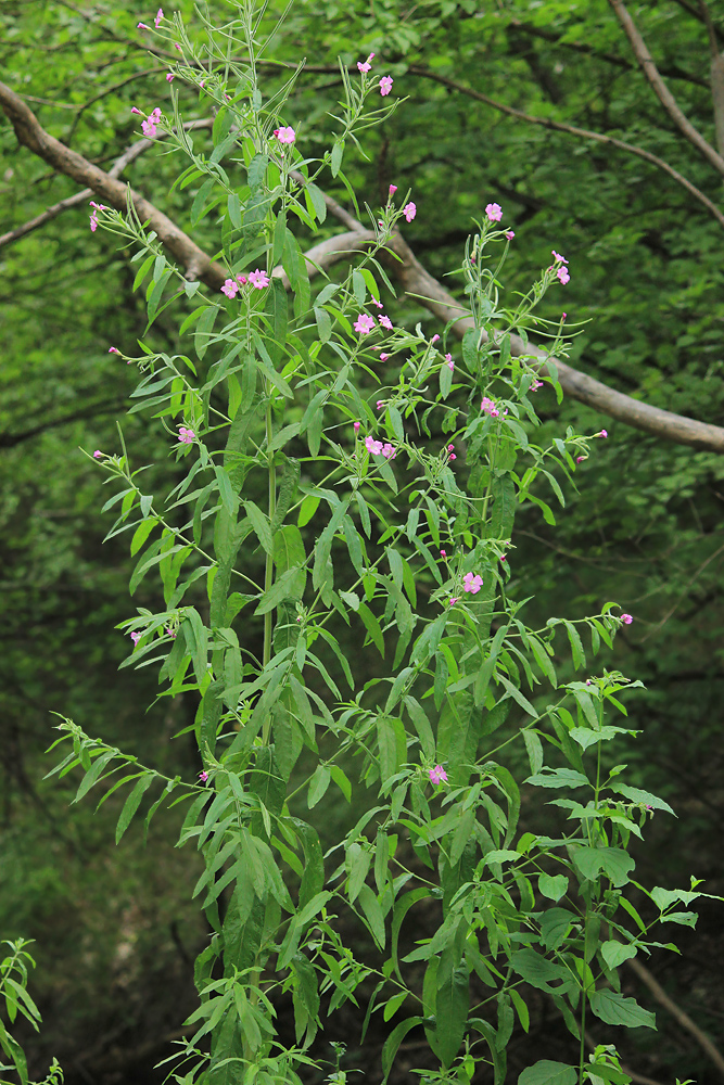 Image of Epilobium hirsutum specimen.