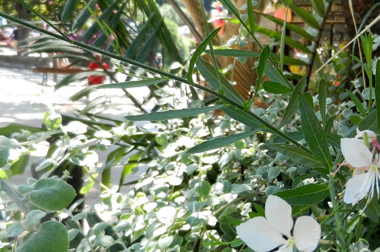 Image of Gaura lindheimeri specimen.