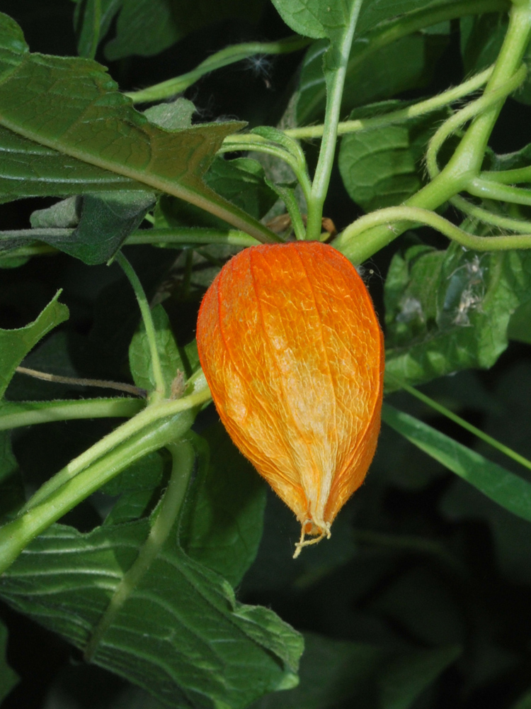 Image of Alkekengi officinarum specimen.