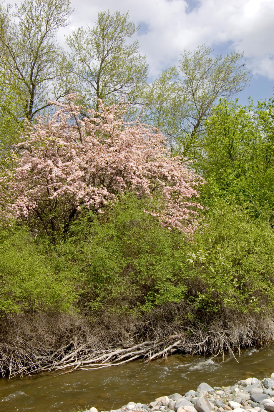 Изображение особи Malus sieversii.