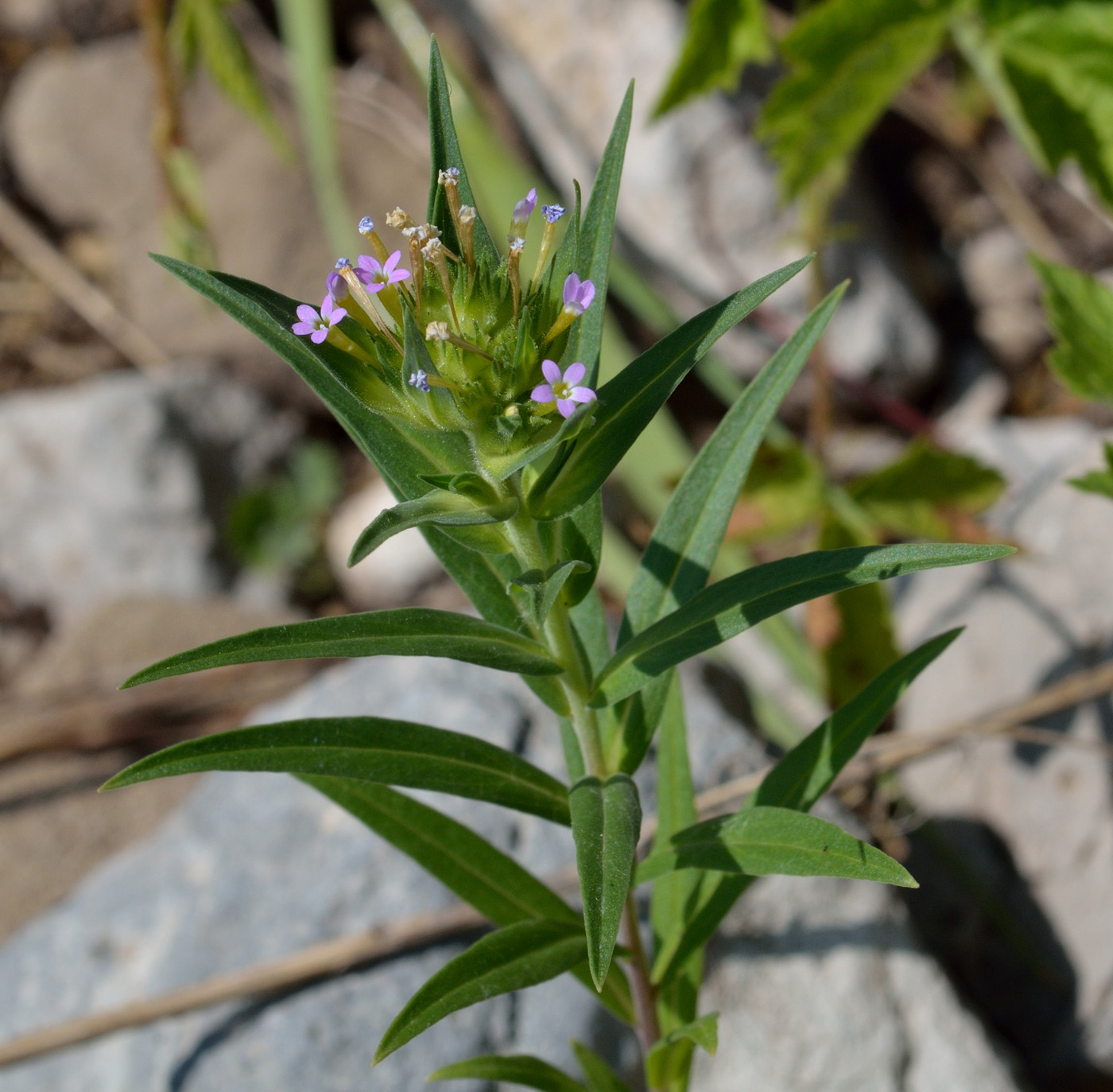 Image of Collomia linearis specimen.