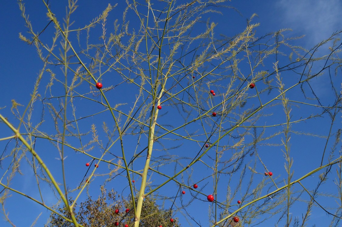 Image of Asparagus officinalis specimen.