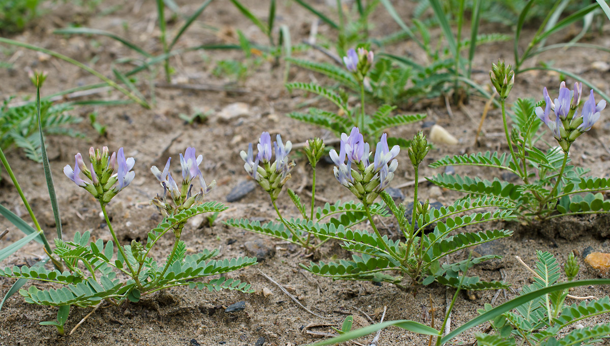 Image of Astragalus tibetanus specimen.