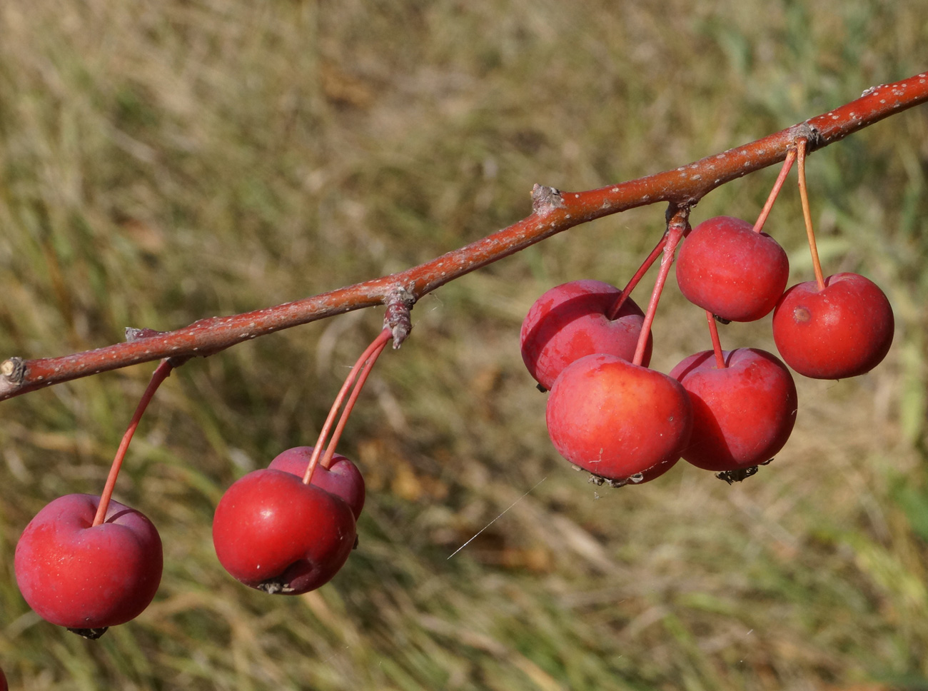 Image of Malus domestica ssp. cerasifera specimen.