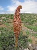 Eremurus regelii