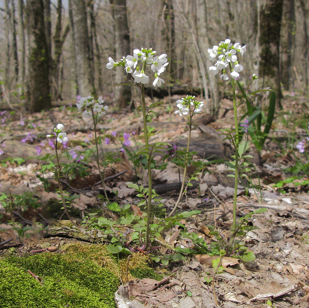 Изображение особи Cardamine tenera.