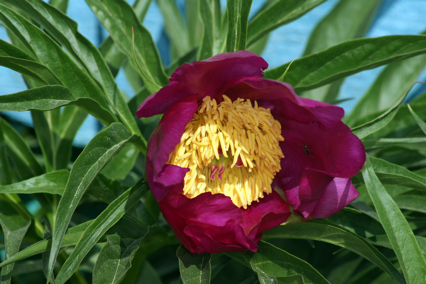 Изображение особи Paeonia anomala.