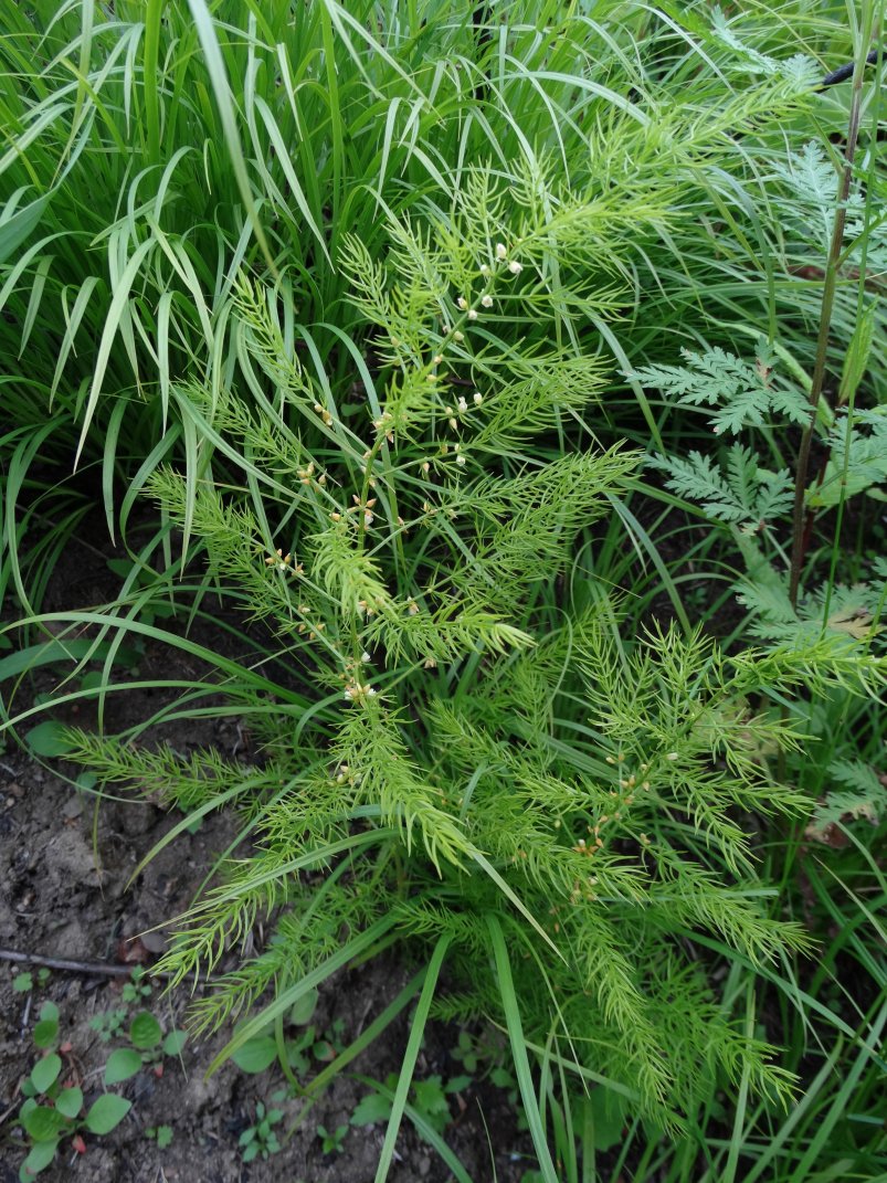 Изображение особи Asparagus schoberioides.