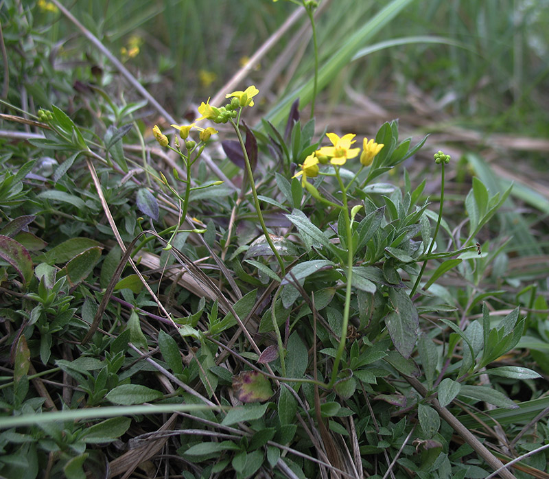 Изображение особи Draba sibirica.