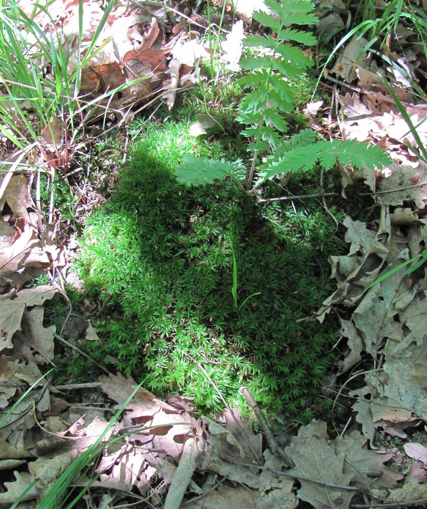 Image of genus Atrichum specimen.