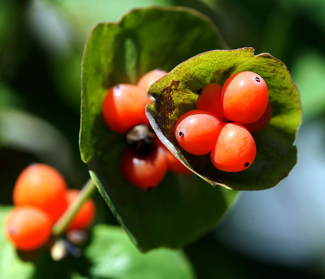 Image of Lonicera caprifolium specimen.