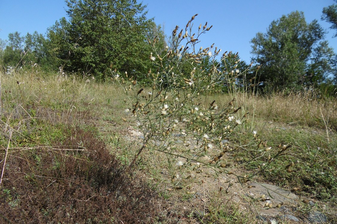 Image of Centaurea diffusa specimen.