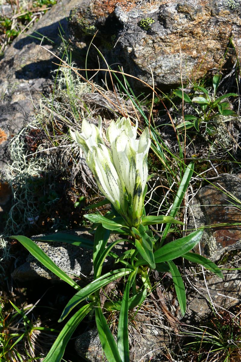 Image of Gentiana algida specimen.