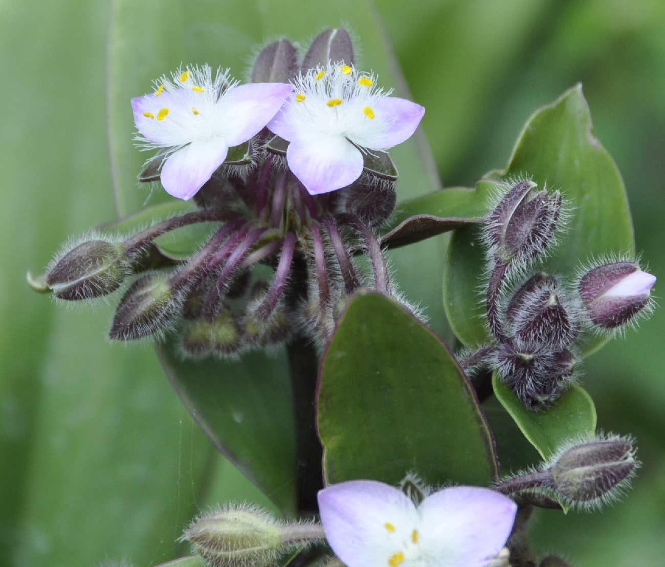 Изображение особи Tradescantia cerinthoides.