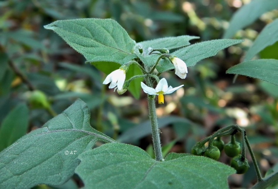 Изображение особи Solanum nigrum.