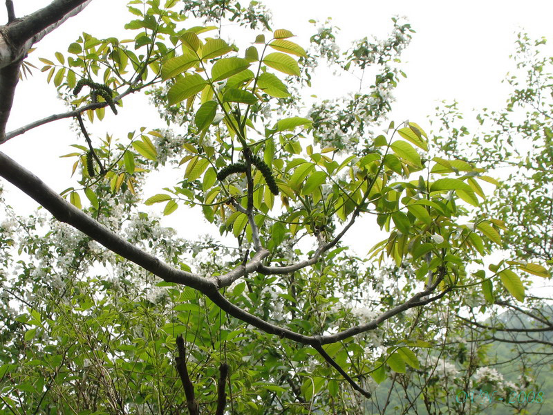 Image of Juglans regia specimen.