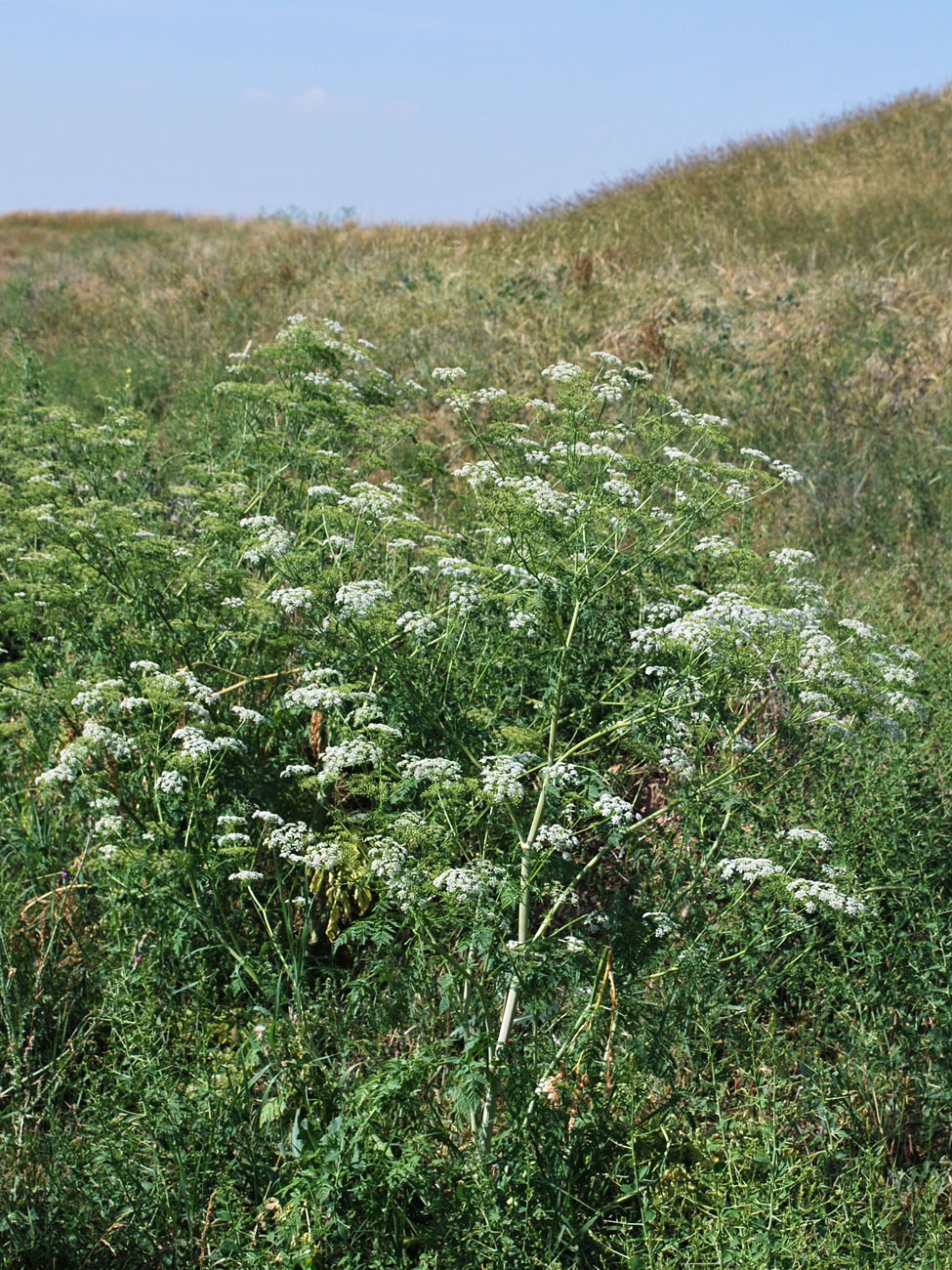 Image of Conium maculatum specimen.