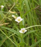 Gratiola officinalis. Средняя часть побега с цветками. Украина, г. Запорожье, возле Детской железной дороги. 04.06.2016.