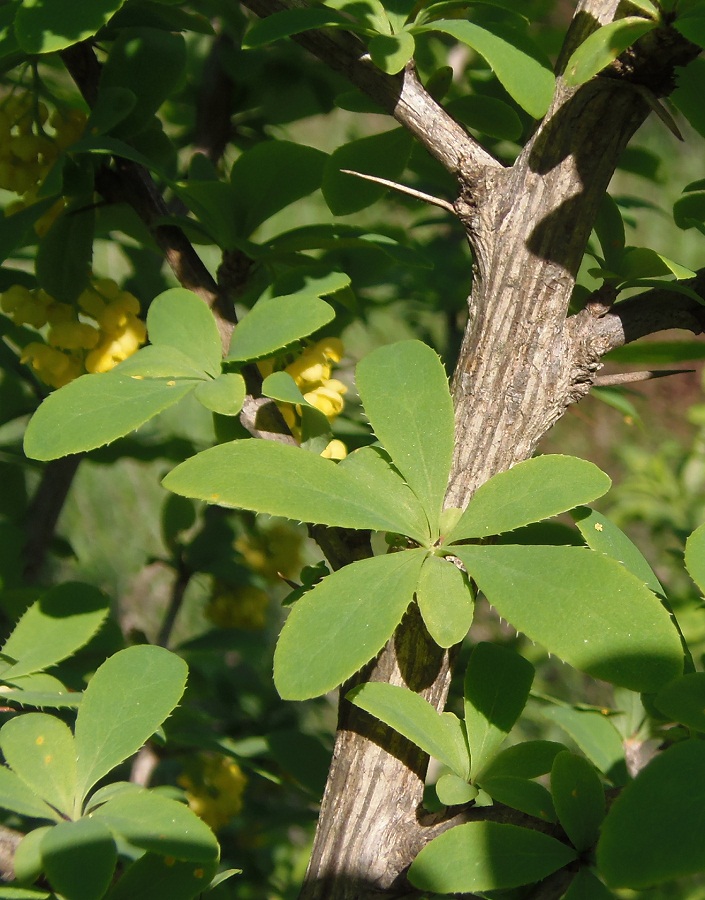 Изображение особи Berberis vulgaris.