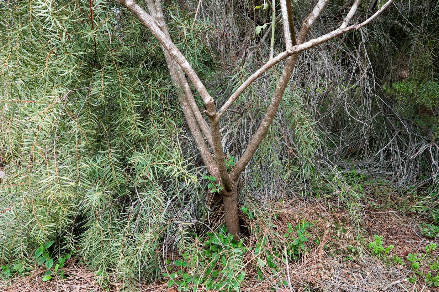 Image of Sophora tomentosa specimen.