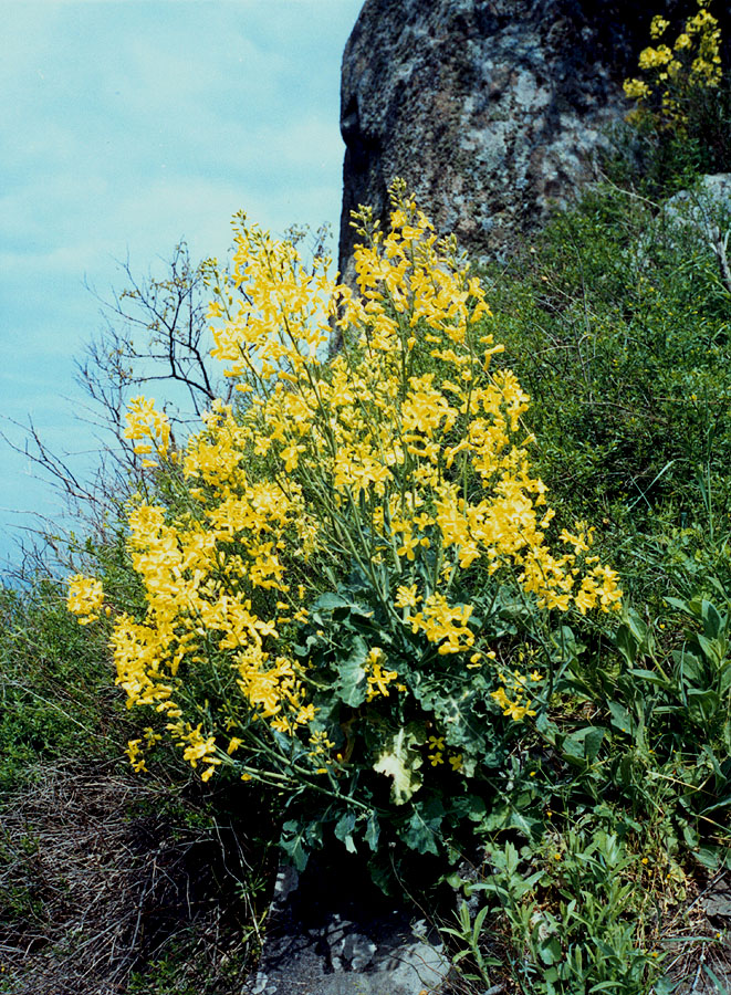 Image of Brassica taurica specimen.