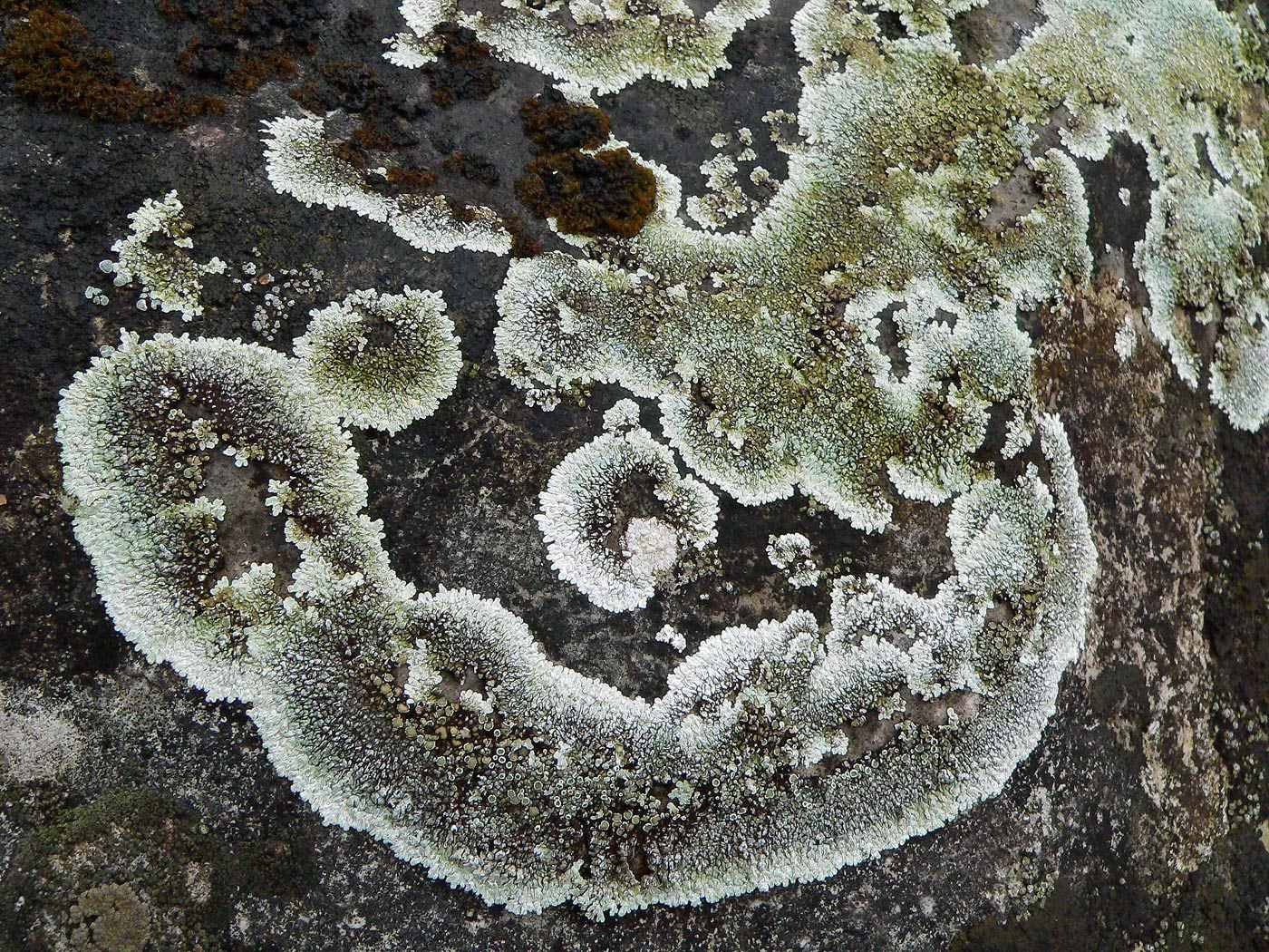 Image of genus Lecanora specimen.