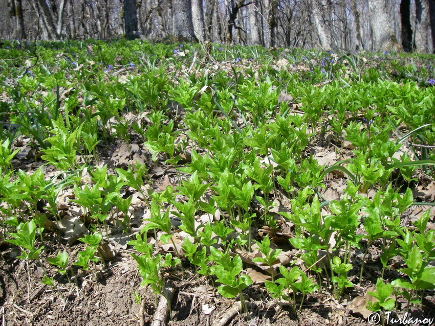 Image of Mercurialis perennis specimen.