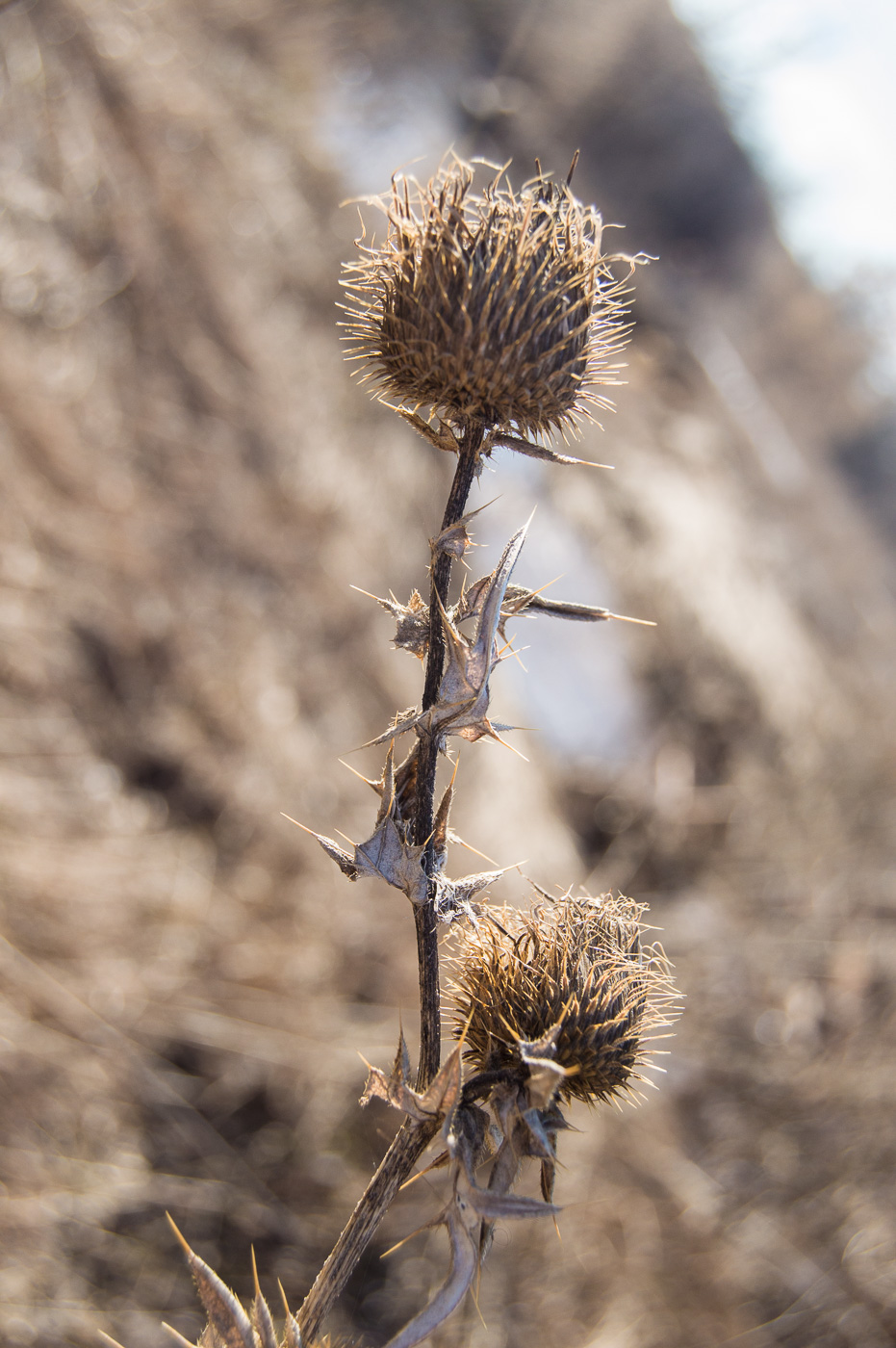 Image of Cirsium serrulatum specimen.