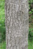 Смотреть изображение Eucommia ulmoides
