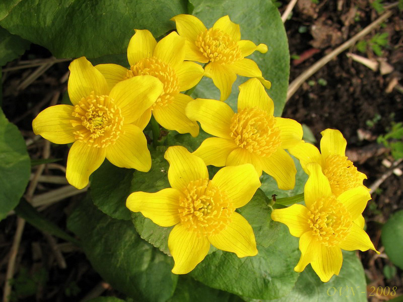 Image of Caltha silvestris specimen.