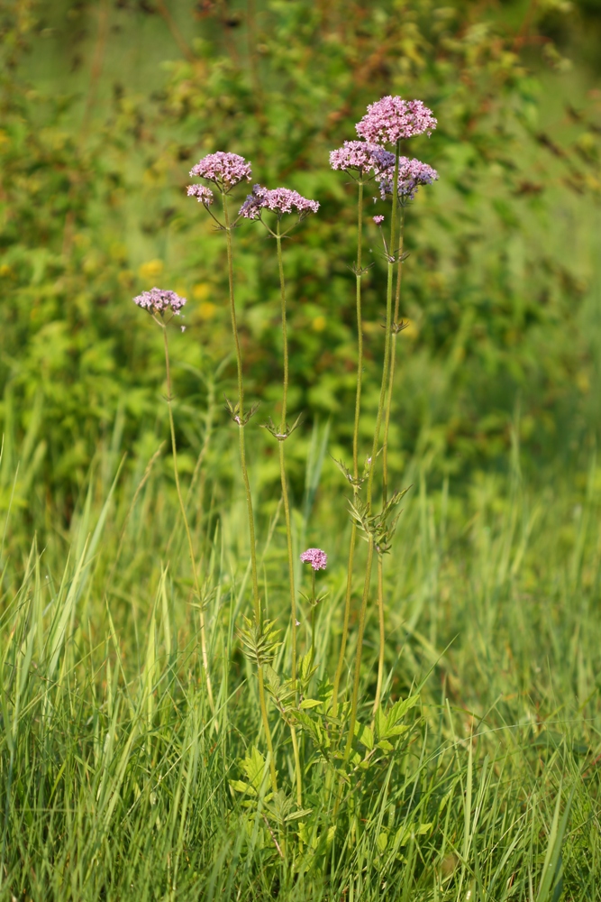 Image of Valeriana amurensis specimen.