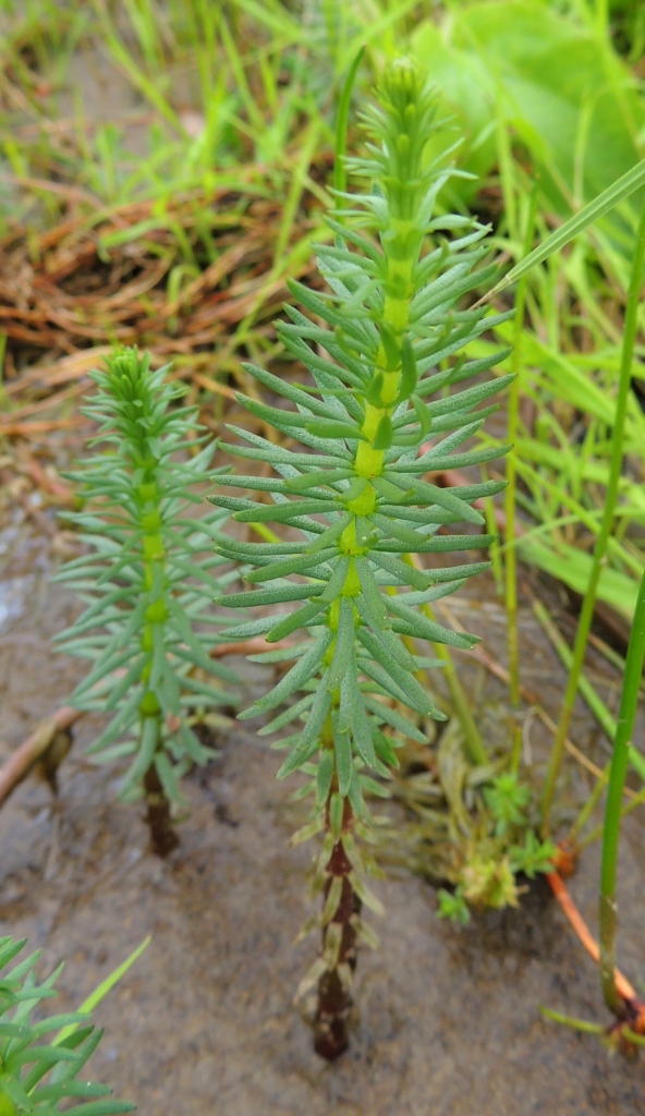 Image of Hippuris vulgaris specimen.