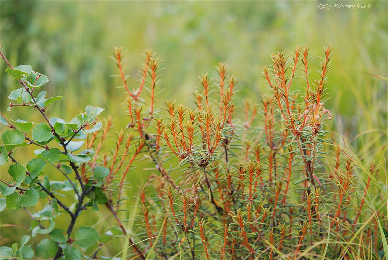 Image of Ledum palustre specimen.