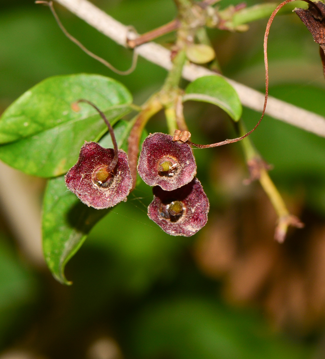 Image of Bignonia capreolata specimen.