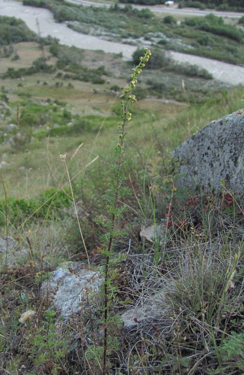 Image of Artemisia chamaemelifolia specimen.