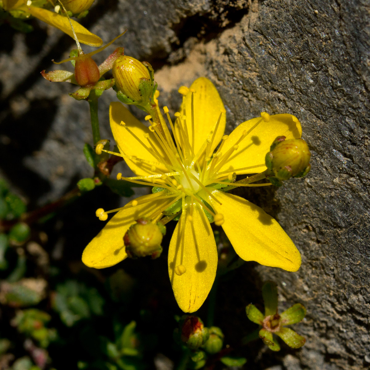 Image of Hypericum trichocaulon specimen.