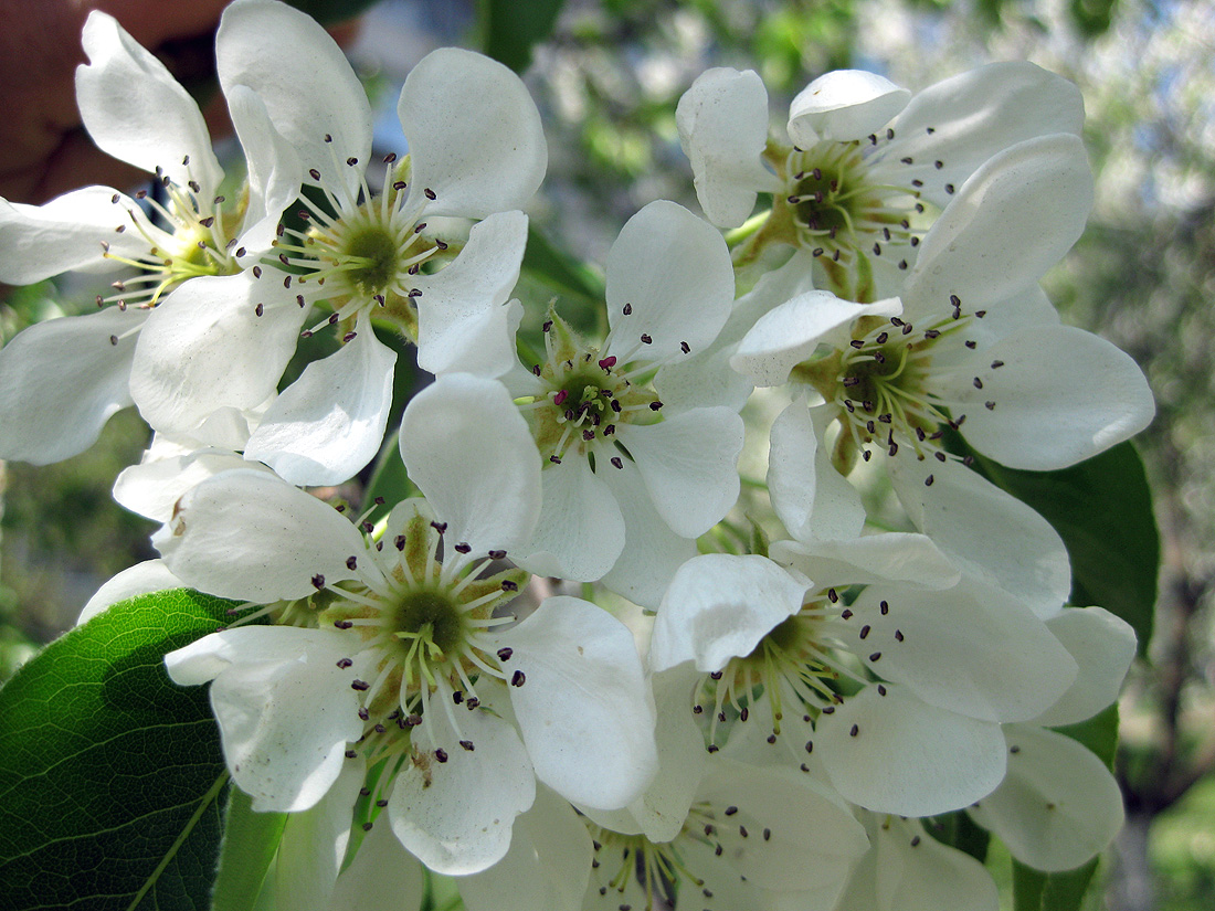 Image of Pyrus communis specimen.