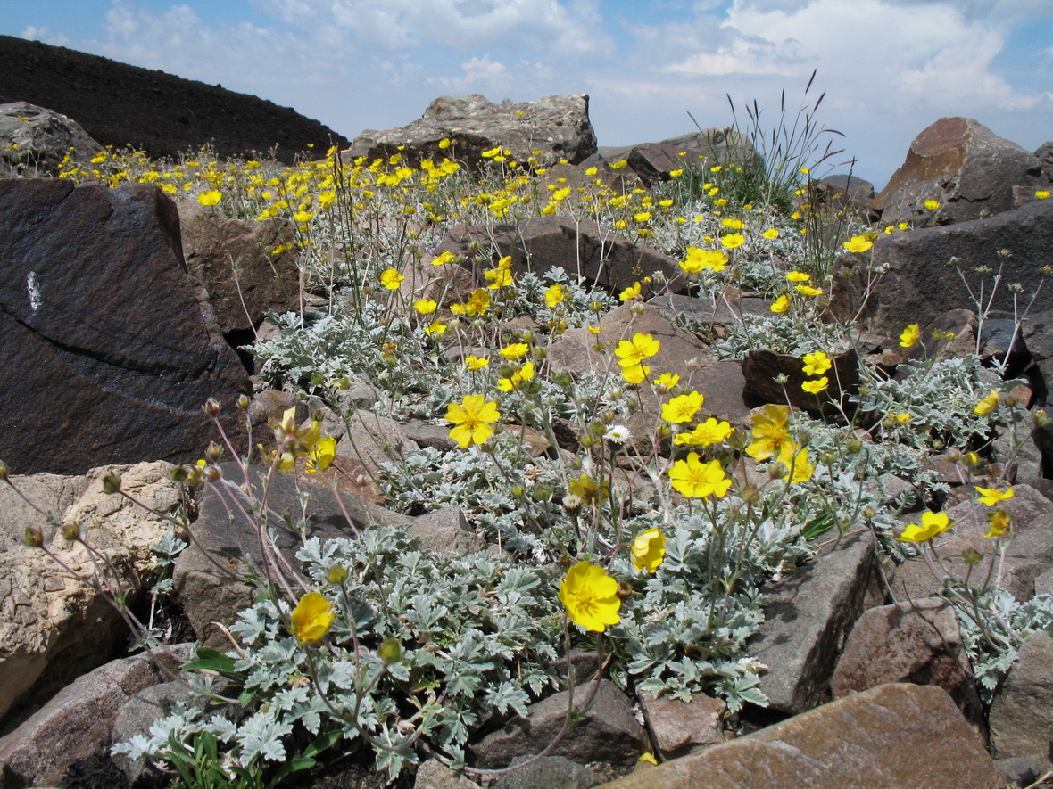 Image of Potentilla hololeuca specimen.