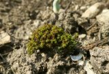 Weissia longifolia. Дерновинка вегетирующих растений. Украина, г. Луганск, балка Калмыцкий яр, склон юго-вост. эксп., петрофитная степь, на грунте. 13.04.2018.