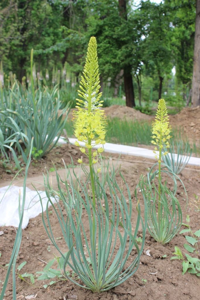 Image of Eremurus ambigens specimen.